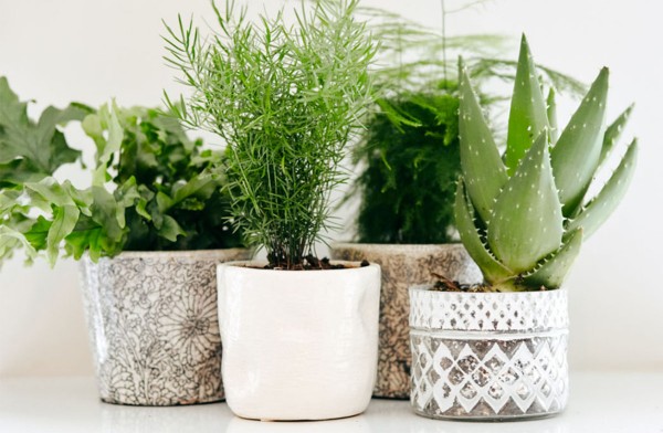 Perfect Purification Plants for Your Home | Lizi’s