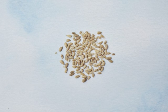 Sunflower seeds