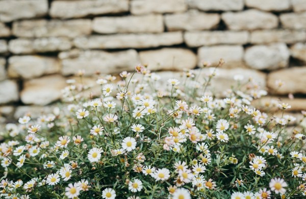 Make your garden a whole lot better this spring | Lizi’s